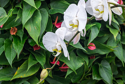 凤仙花花束