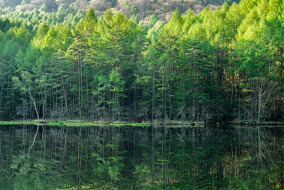 水,里山,枝繁叶茂