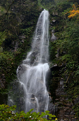 茶叶种植