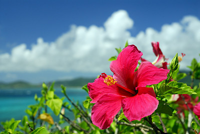 木芙蓉