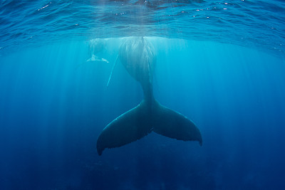 大鲸鱼