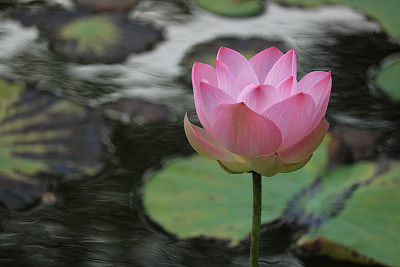 湖面水草