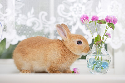 小兔子草莓