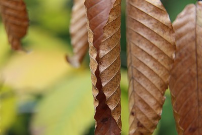 红叶菩提树