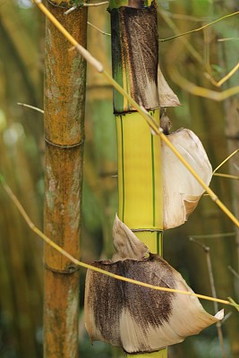 红叶菩提树