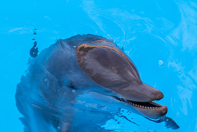 海洋乐园水底世界的鲸鱼