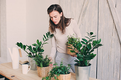 室内植物