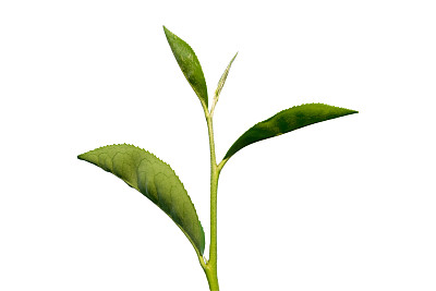 绿色茶芽