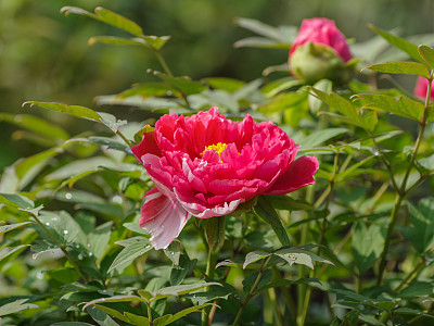 芍药属