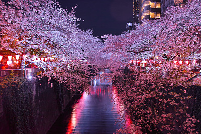 夜幕下的樱花树