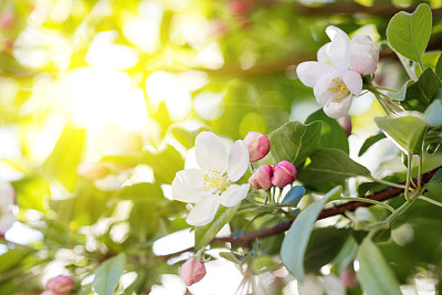 阳光下的桃花盛开