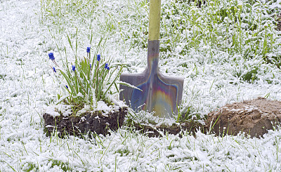 雪地植被