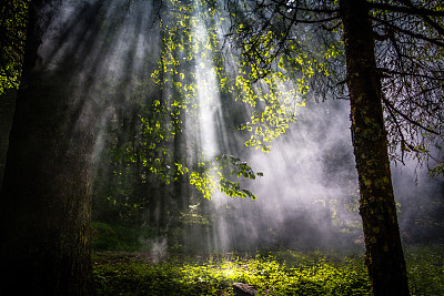 光线穿过树木