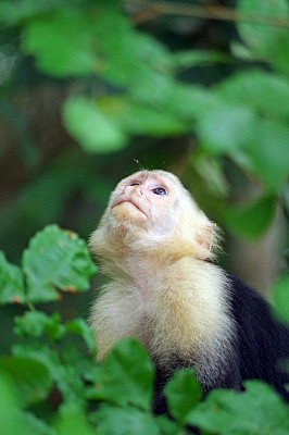 白喉卷尾猴
