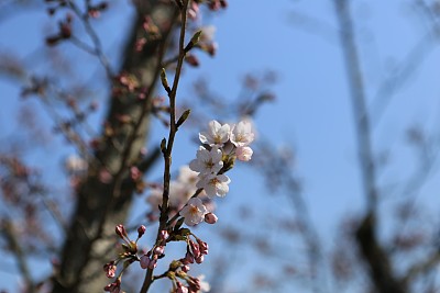 春暖花开粉红樱花樱花树樱花节