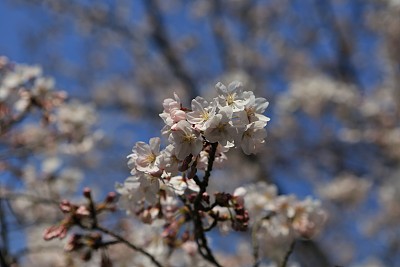 春暖花开粉红樱花樱花树樱花节