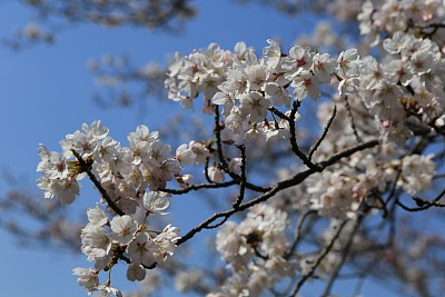 春暖花开粉红樱花樱花树樱花节