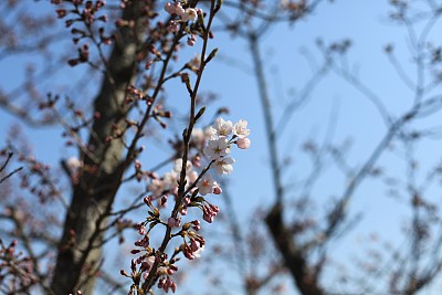 春暖花开粉红樱花樱花树樱花节