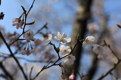 春暖花开粉红樱花樱花树樱花节