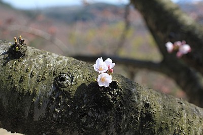 春暖花开粉红樱花樱花树樱花节