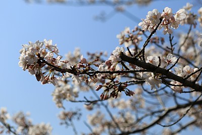 春暖花开粉红樱花樱花树樱花节