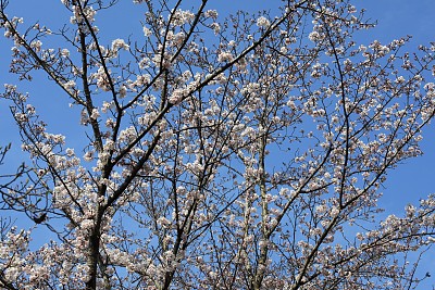 春暖花开粉红樱花樱花树樱花节