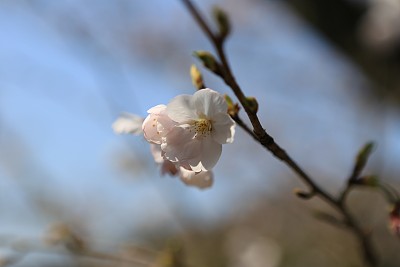 春暖花开粉红樱花樱花树樱花节