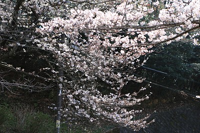 春暖花开粉红樱花樱花树樱花节