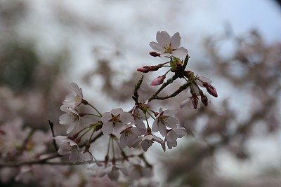 春暖花开粉红樱花樱花树樱花节