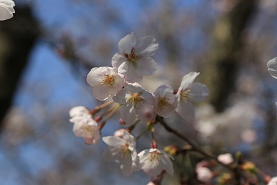 春暖花开粉红樱花樱花树樱花节