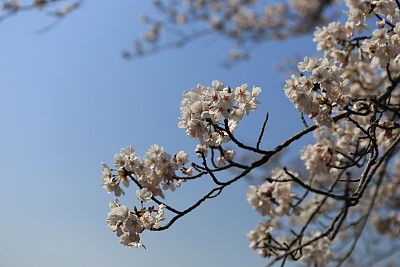 春暖花开粉红樱花樱花树樱花节