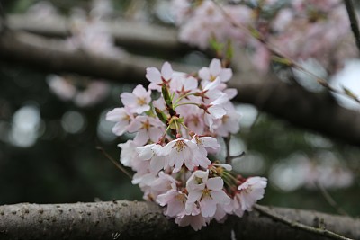 春暖花开粉红樱花樱花树樱花节