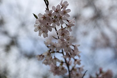 春暖花开粉红樱花樱花树樱花节