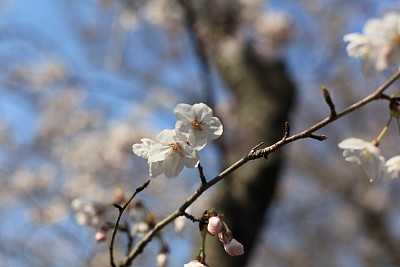 春暖花开粉红樱花樱花树樱花节