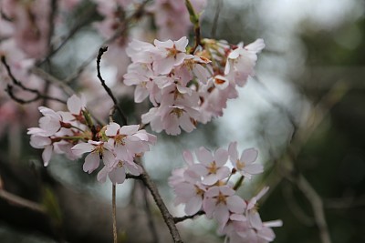 春暖花开粉红樱花樱花树樱花节