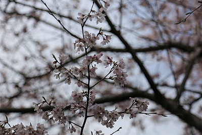 美,樱花节,花