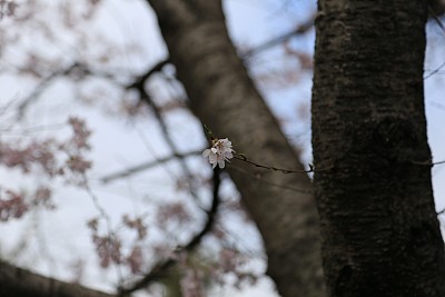 春暖花开粉红樱花樱花树樱花节