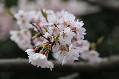 春暖花开粉红樱花樱花树樱花节