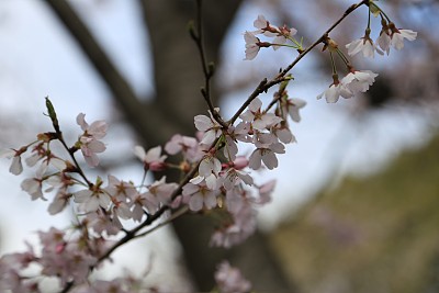 春暖花开粉红樱花樱花树樱花节