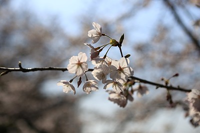 春暖花开粉红樱花樱花树樱花节