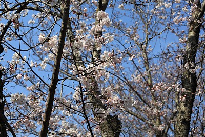 春暖花开粉红樱花樱花树樱花节