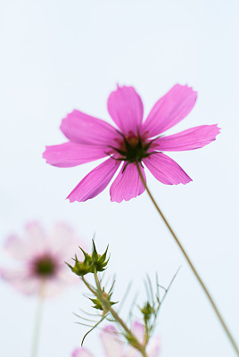 白花波斯菊