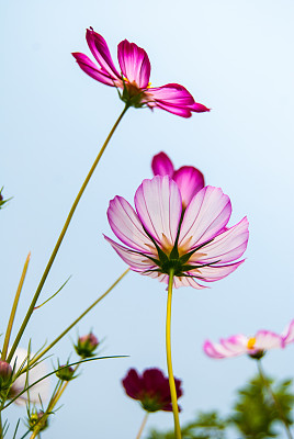 白花波斯菊