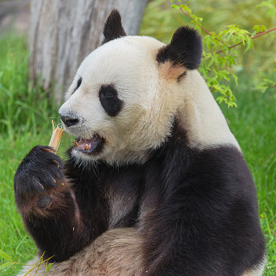 胖熊猫