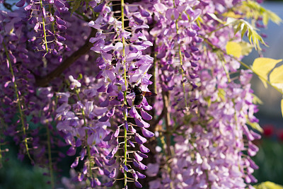 紫藤蜜蜂