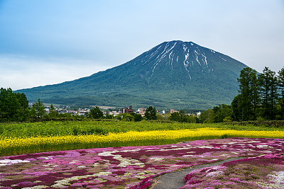 石楠树