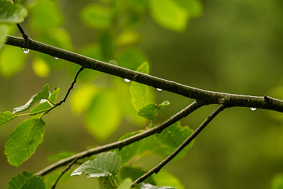 初夏的雨