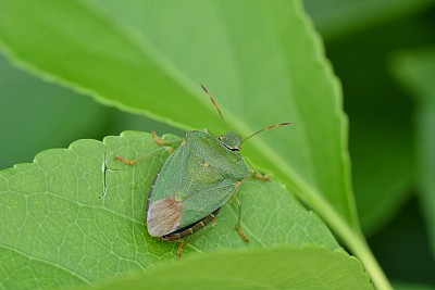 伪装的蜘蛛