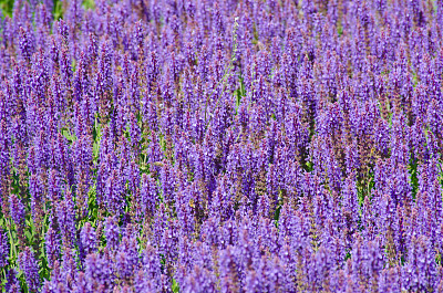 紫鼠尾草