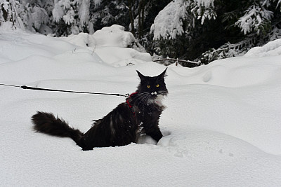 雪中的缅因猫